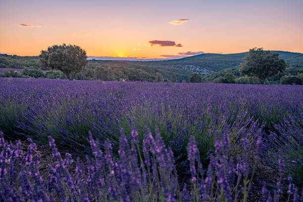 Champs de lavande de la Drôme au coucher du soleil